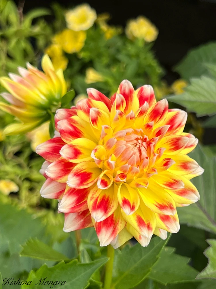 GIF uploaded by Kishma