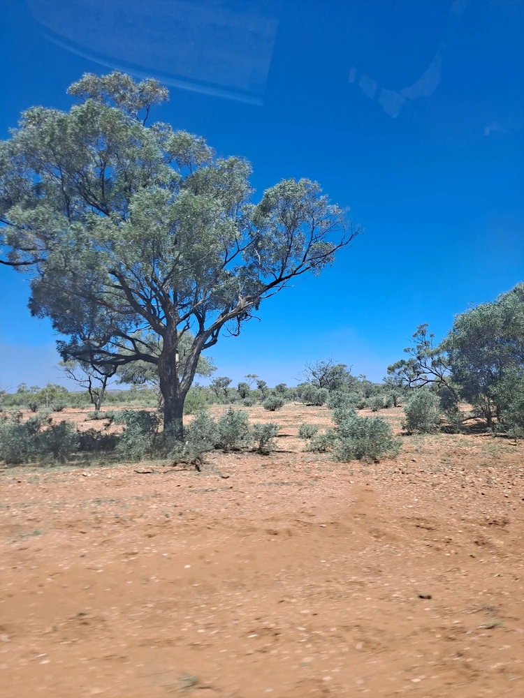 Image uploaded by Bee