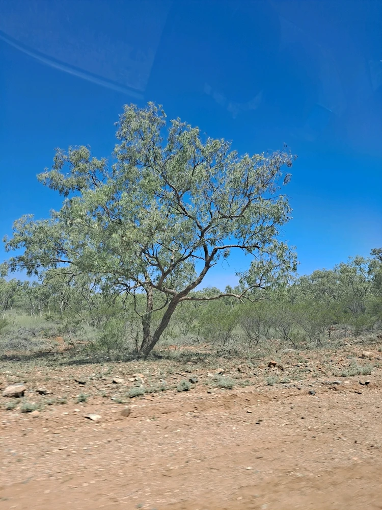 Image uploaded by Bee