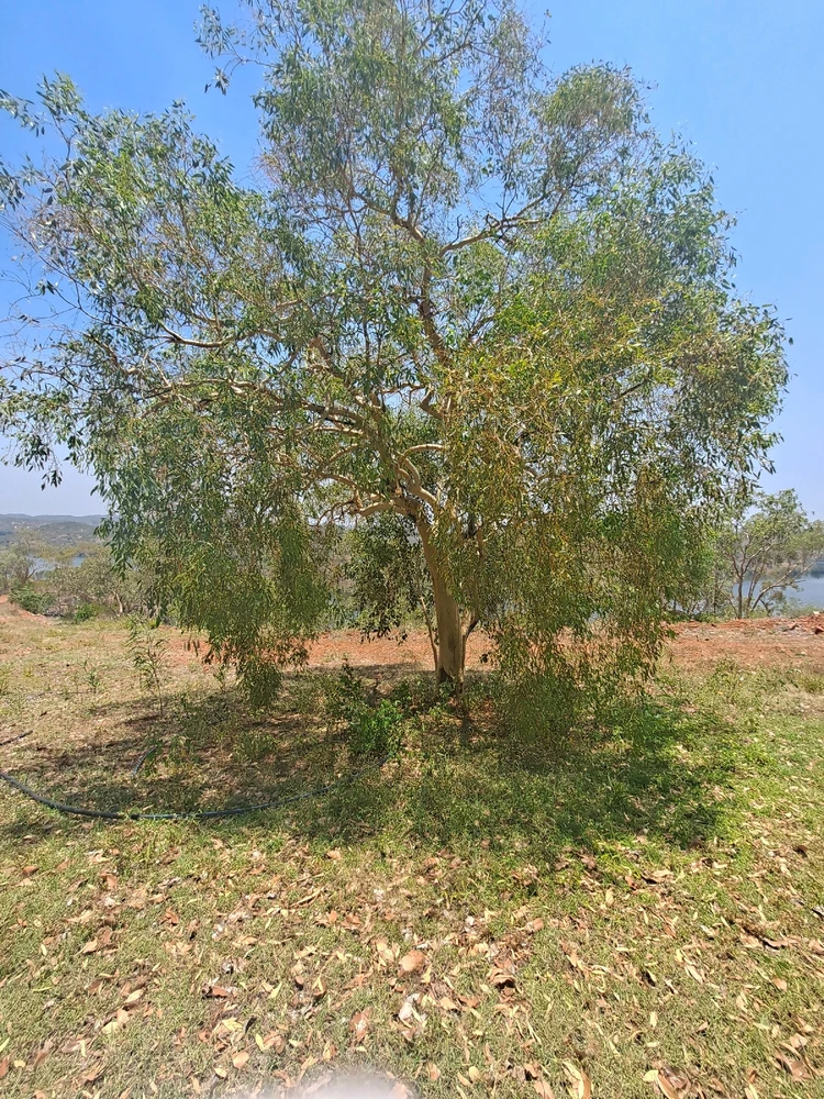 Image uploaded by Bee