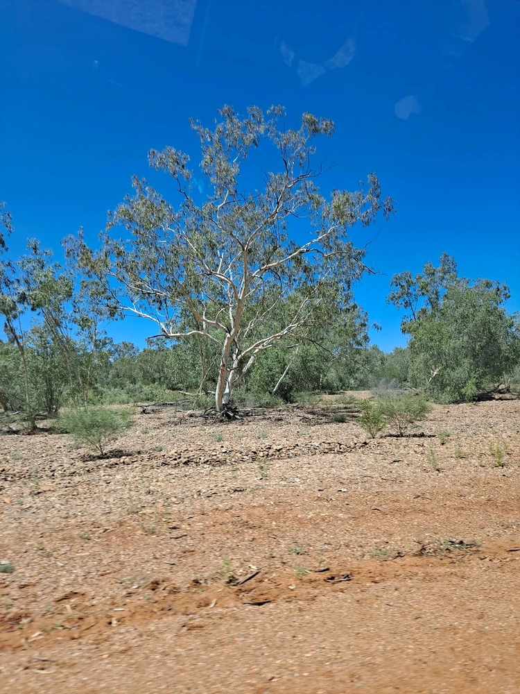 Image uploaded by Bee