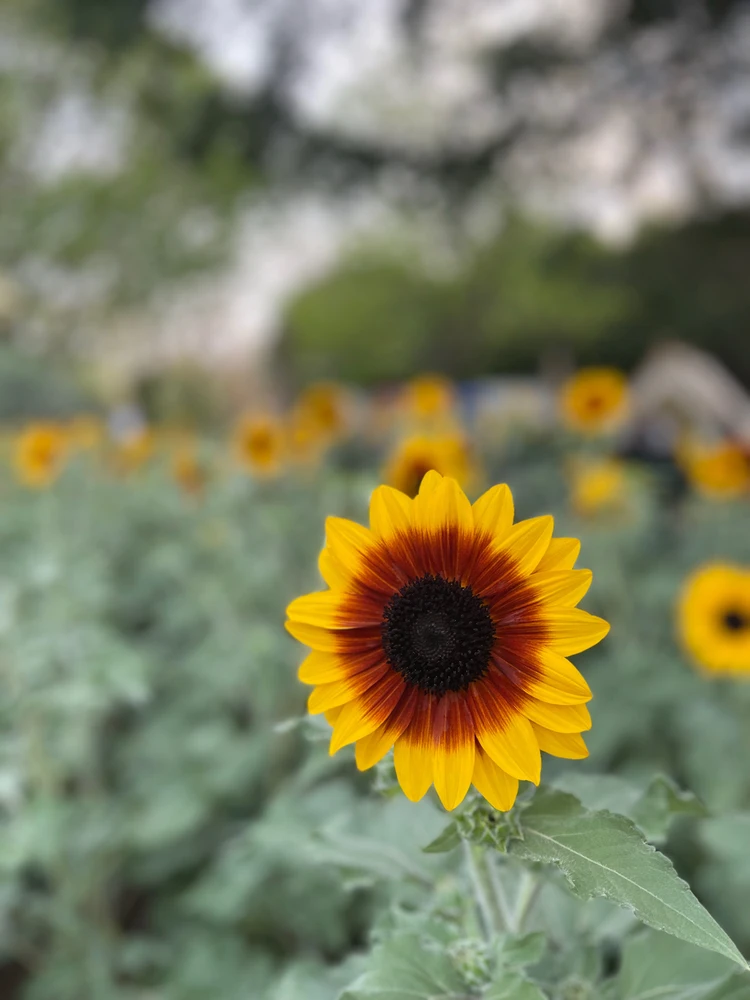 Image uploaded by Jerah 🌻