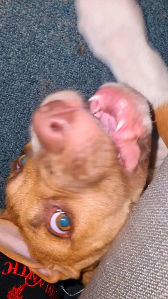 Zeus 🐺