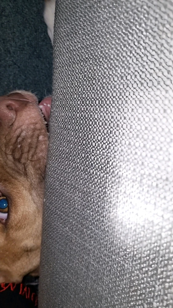 Under Bed 👺