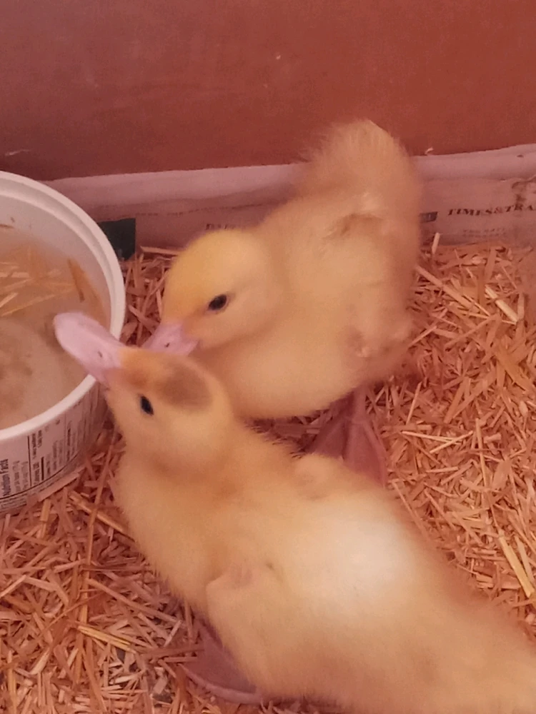 Image uploaded by Brooke