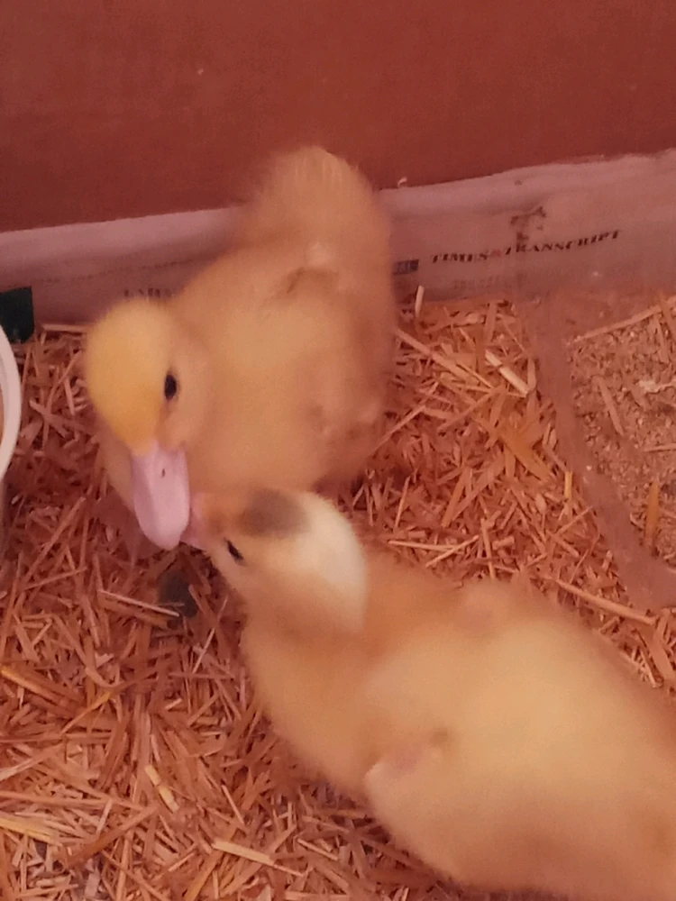 Image uploaded by Brooke