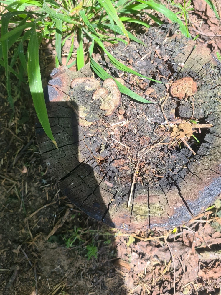 Sliku je postavio/la Zoran