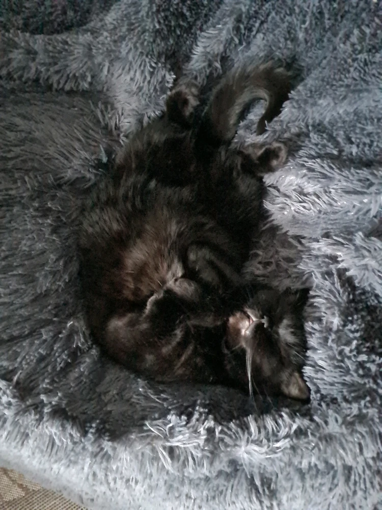 GIF hochgeladen von Sheep