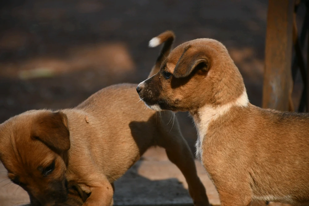 Image uploaded by Pranjal