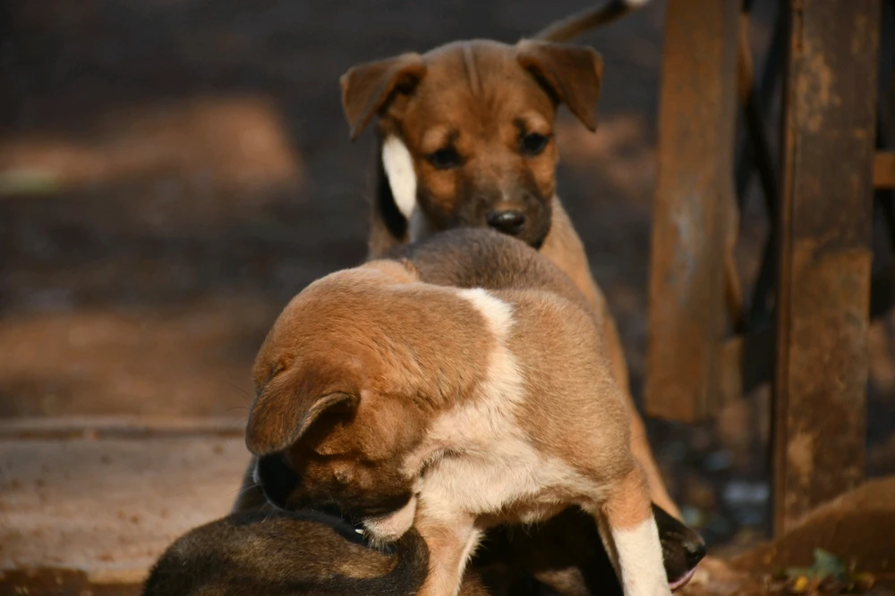 Image uploaded by Pranjal