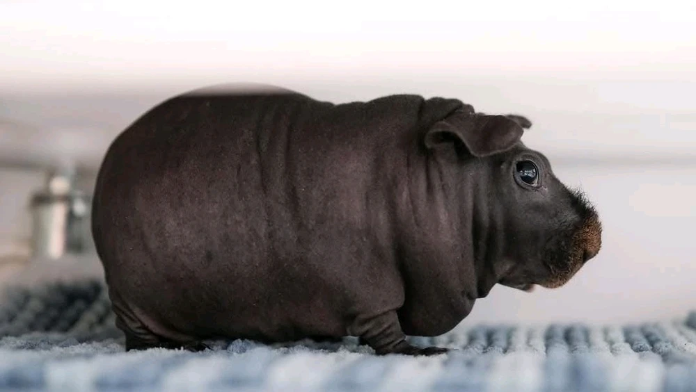 I want one of this little fellas