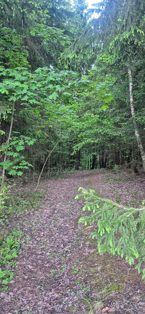 Лясная вандроўка