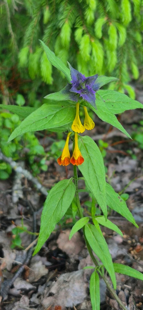 Лясная вандроўка