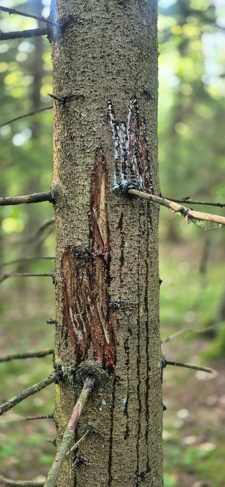 Лясная вандроўка