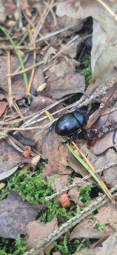 Лясная вандроўка