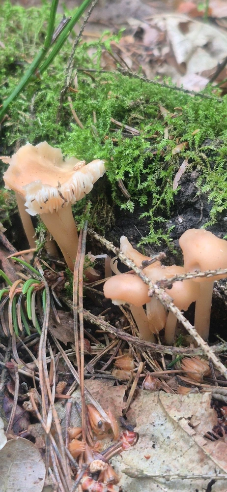 Лясная вандроўка