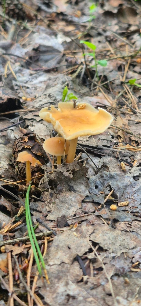 Лясная вандроўка