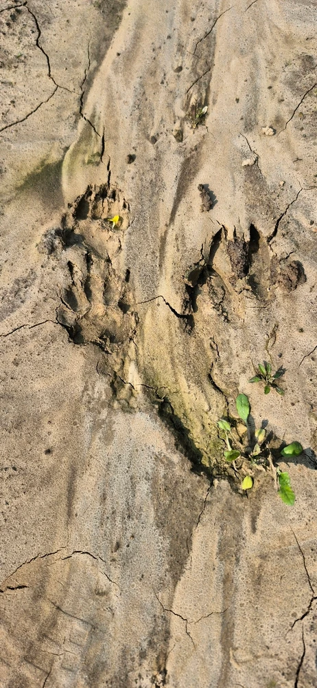 Лясная вандроўка