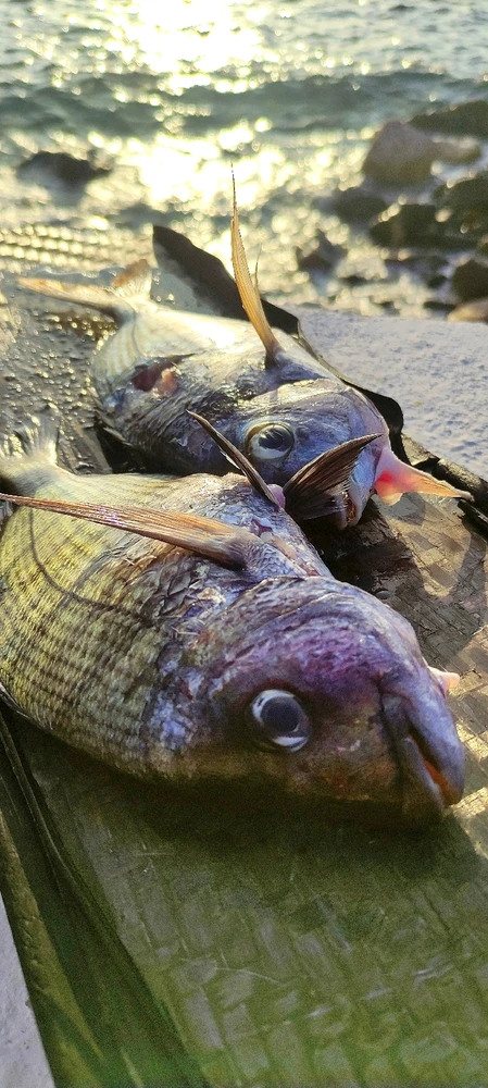 GIF uploaded by Aquarius®