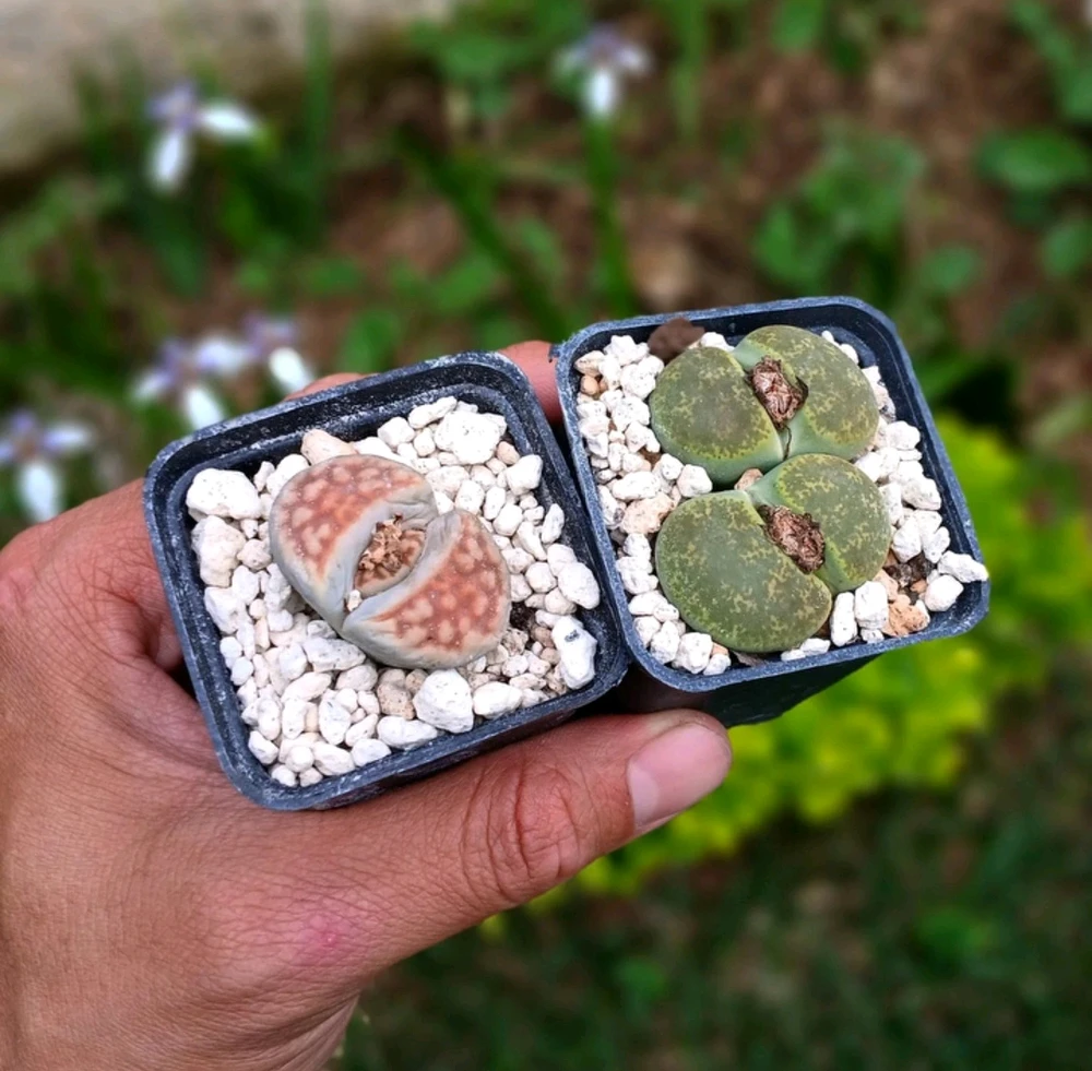 GIF subido por Alejandro Avila