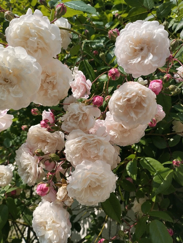 Image ajoutée par Coralie