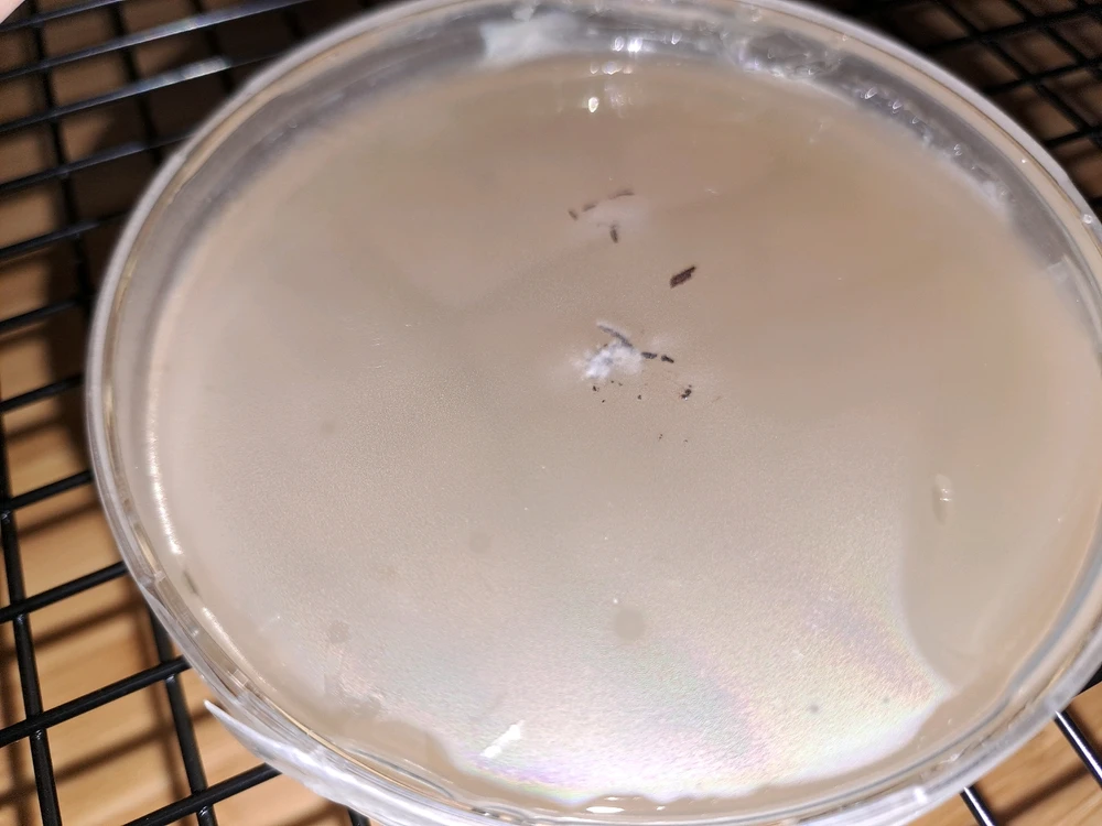 Da kommen sie endlich