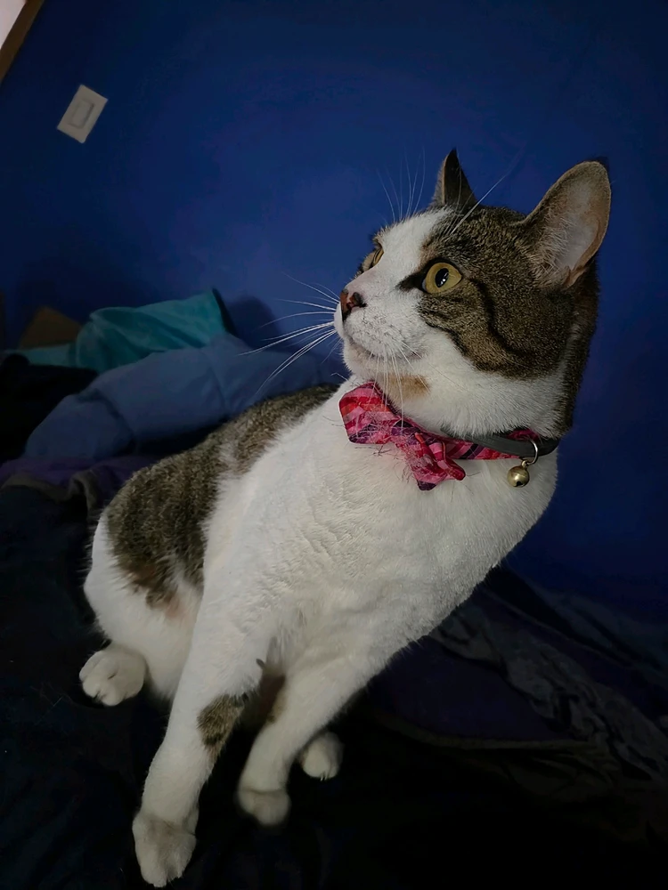 GIF uploaded by Dylan Bowen