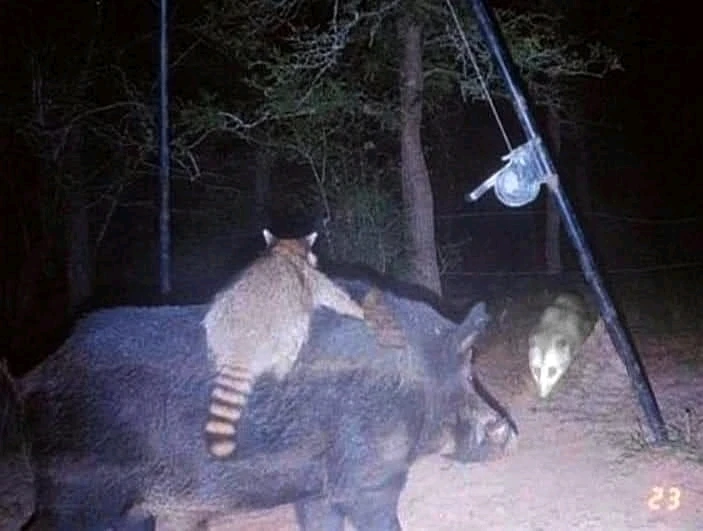 GIF caricata da Elisa