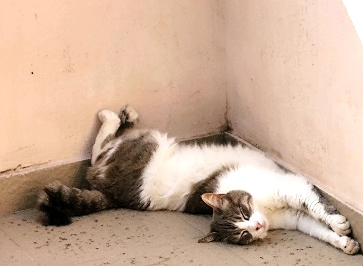 GIF caricata da Nanaki