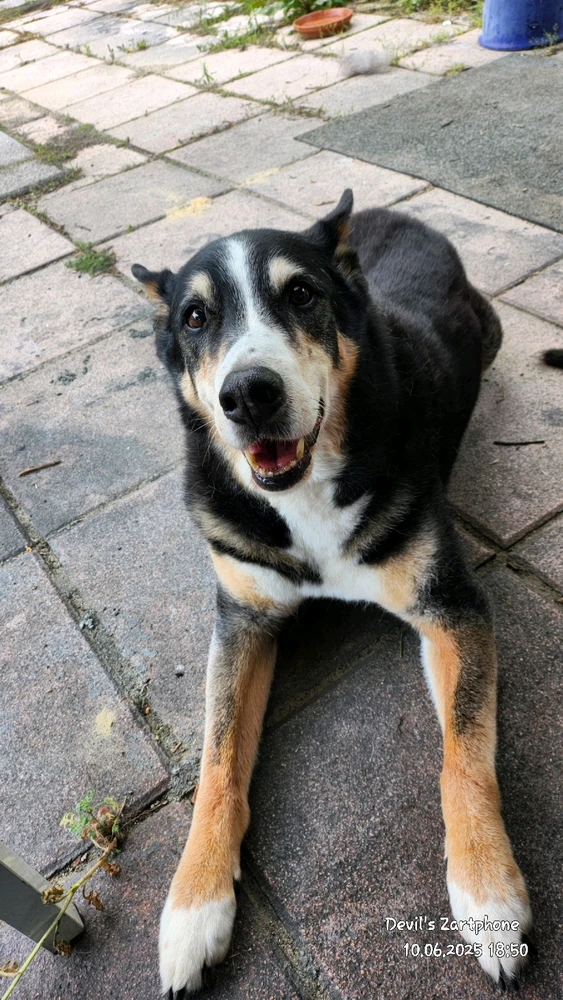 GIF hochgeladen von Devil