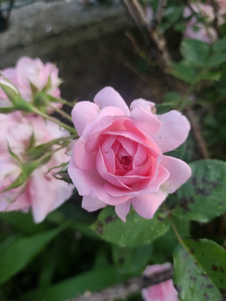 Immagine caricata da CX