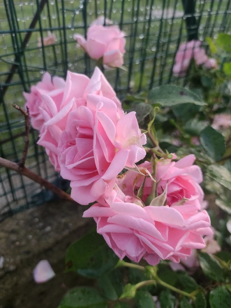 Immagine caricata da CX