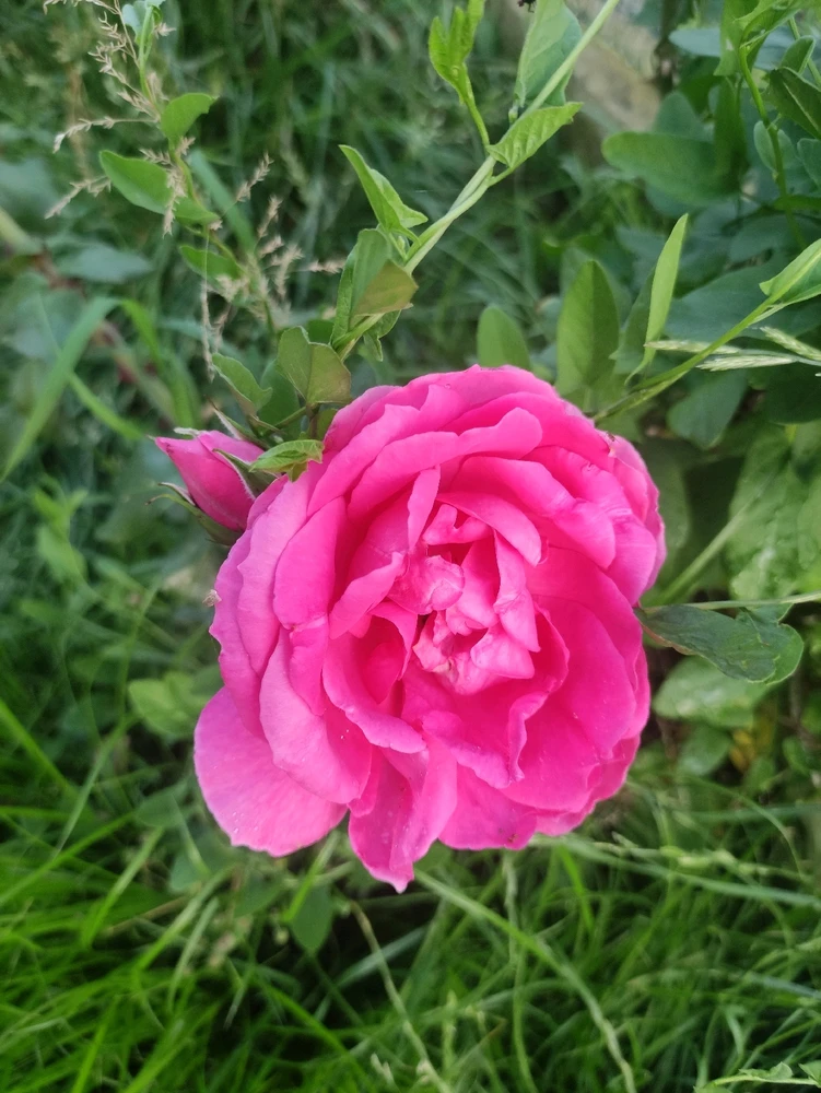 Immagine caricata da CX