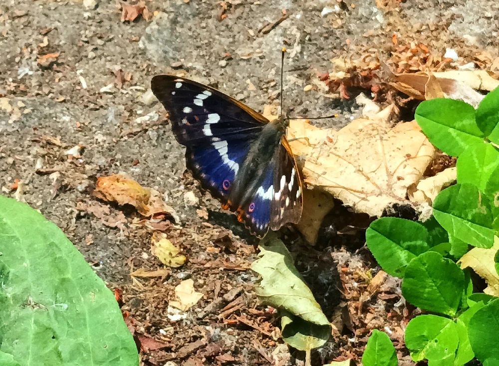 Image ajoutée par Cymoriel🦋