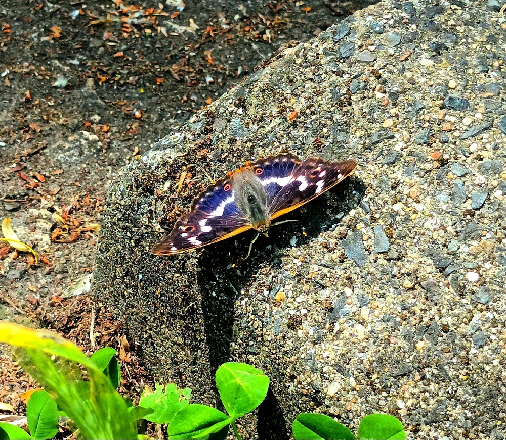 Image ajoutée par Cymoriel🦋