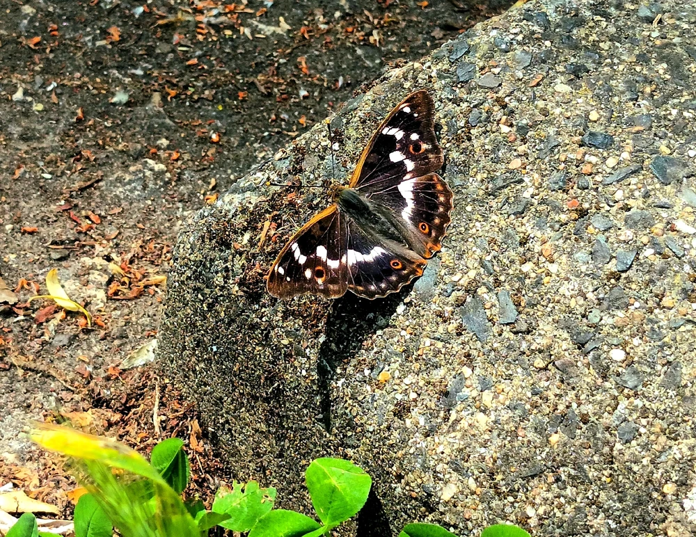 Image ajoutée par Cymoriel🦋