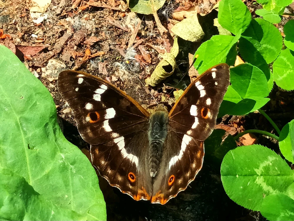 Image ajoutée par Cymoriel🦋