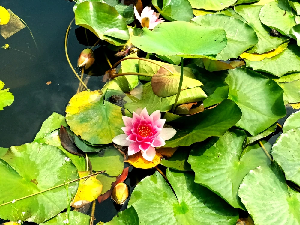 Image ajoutée par Cymoriel🦋