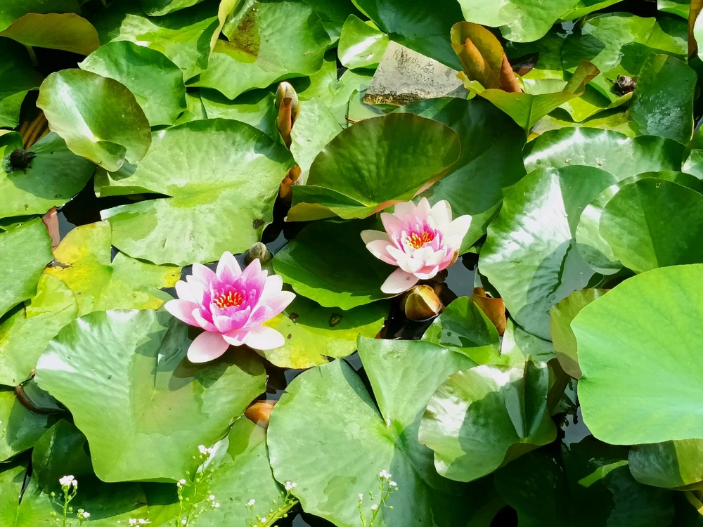 Image ajoutée par Cymoriel🦋