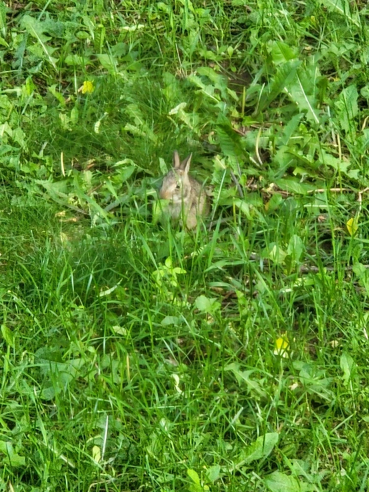 Image uploaded by Ryan