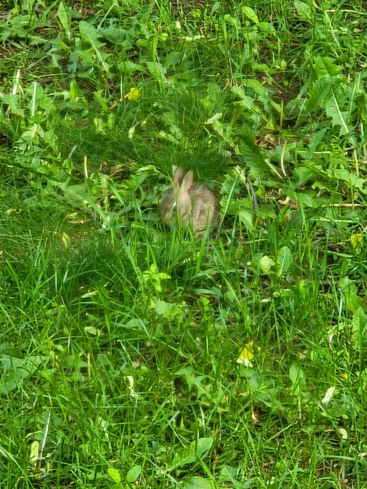 Image uploaded by Ryan