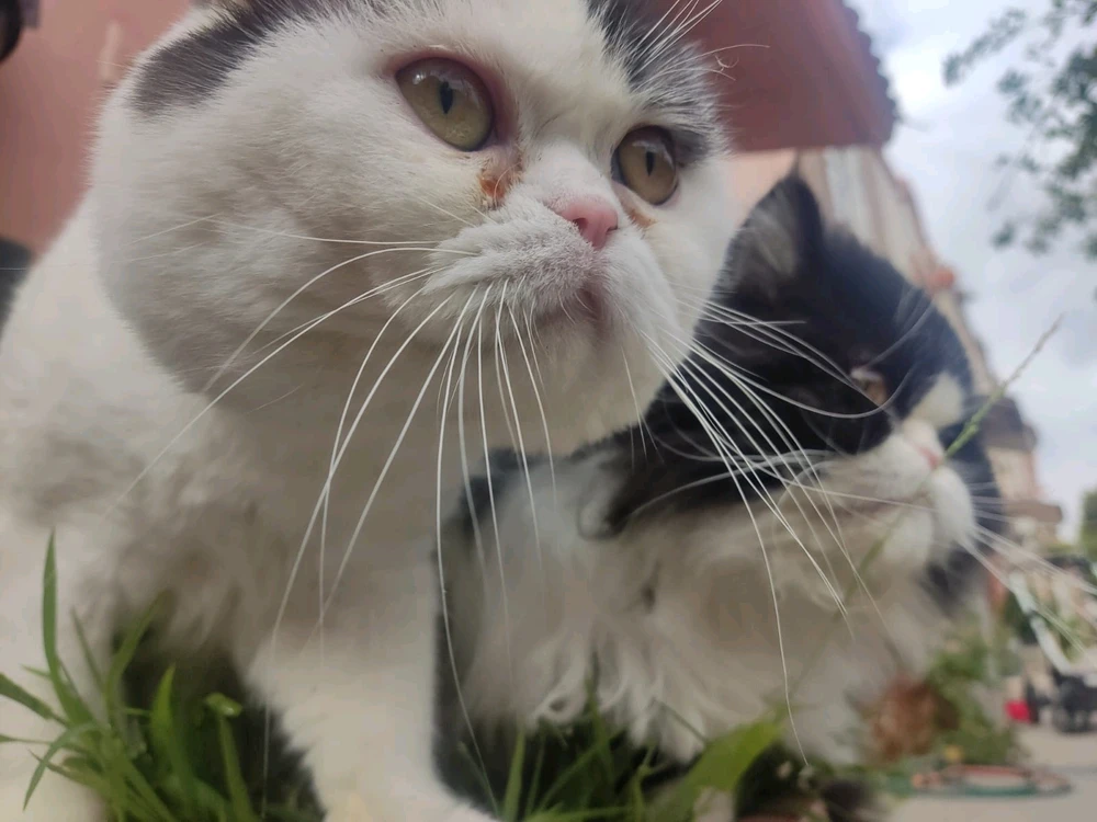 Imagen subida por Carlos Alberto Zamudio Sanchez