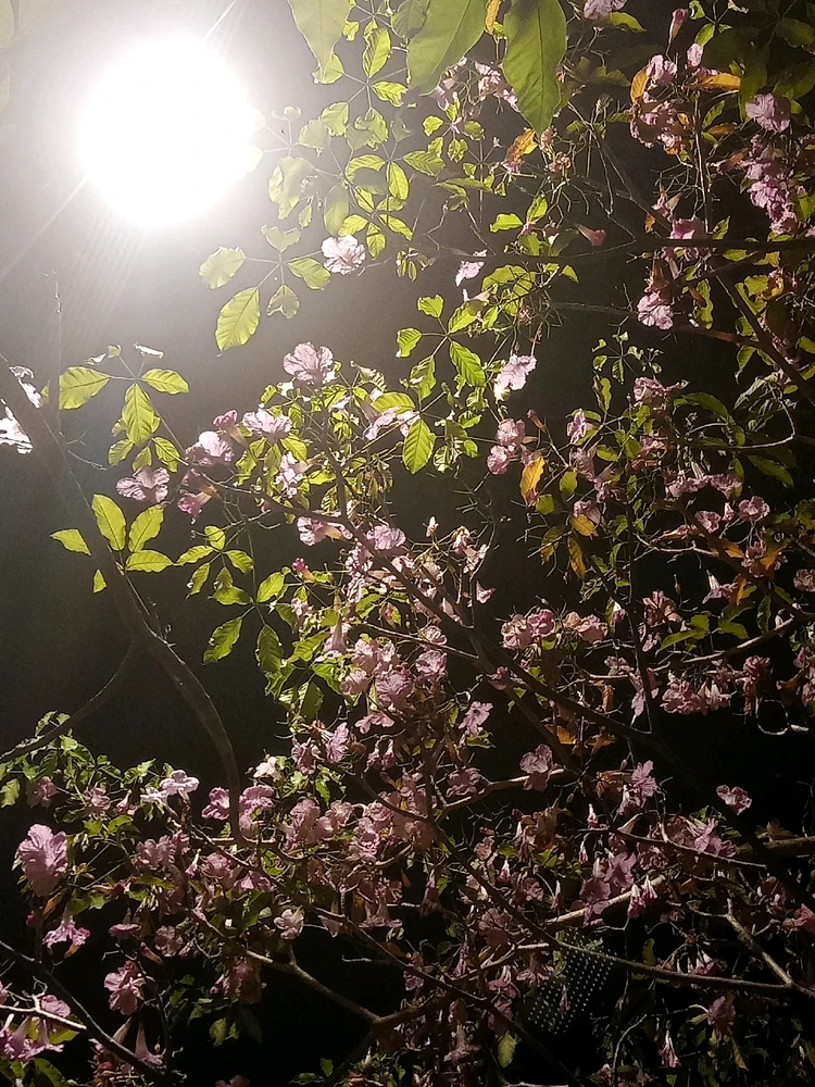 Imej dimuat naik oleh Jennifer