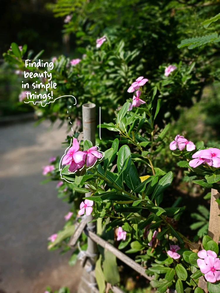 Image uploaded by ~Leafy~