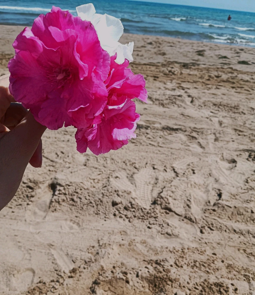 Image ajoutée par Milou