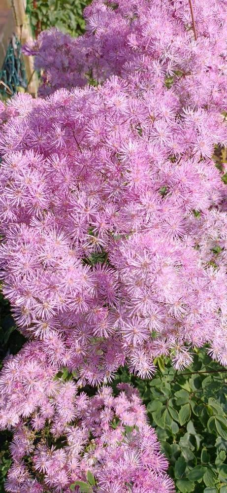 Image uploaded by Eleanor