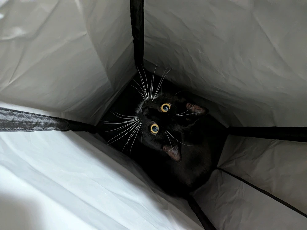 GIF uploaded by Stacey