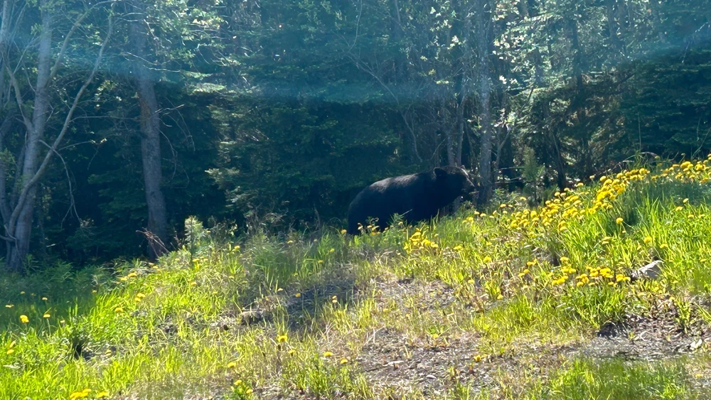 Image uploaded by Matthew