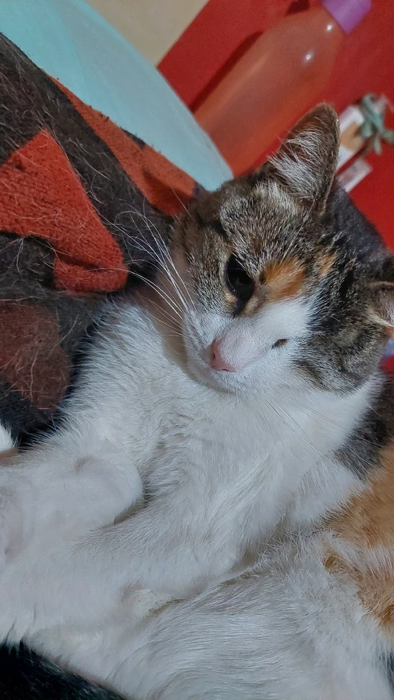 GIF subido por Hernan