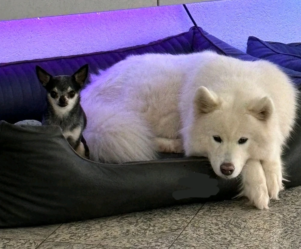 GIF uploaded by Percy